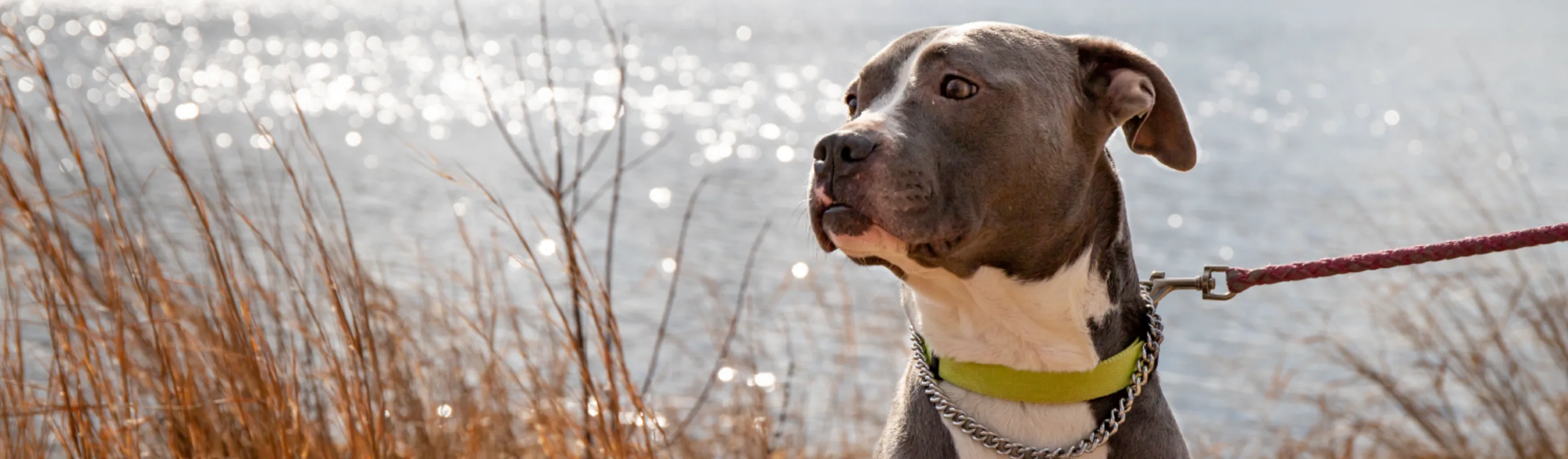 Dog on leash looking into the distance