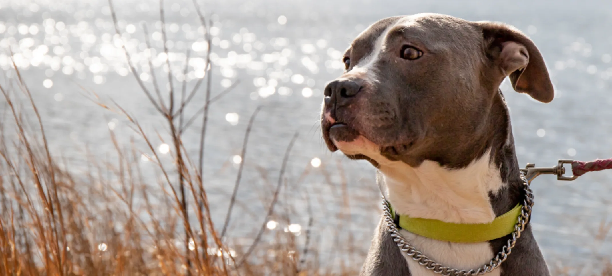 Dog on leash looking into the distance