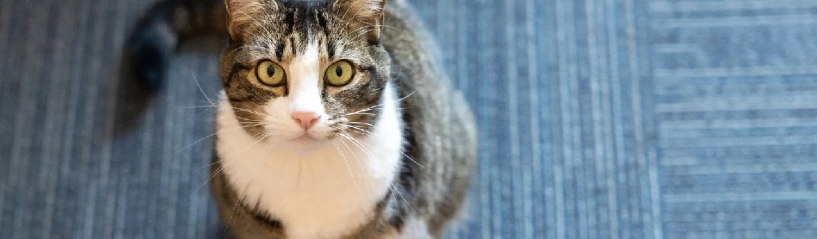 About Us Cat Hero Image About Us Cat Hero Image