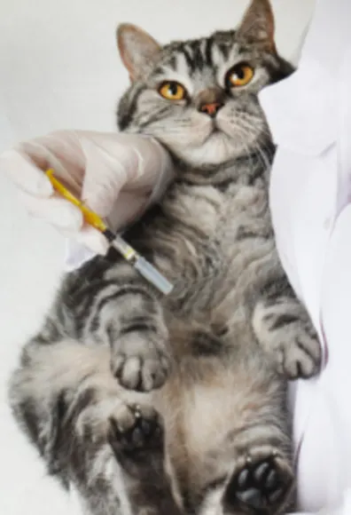 Veterinarian Holding a Gray Cat & a Syringe Veterinarian Holding a Gray Cat & a Syringe