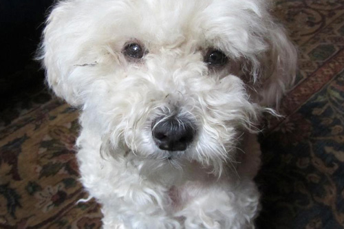 Dog looking at camera