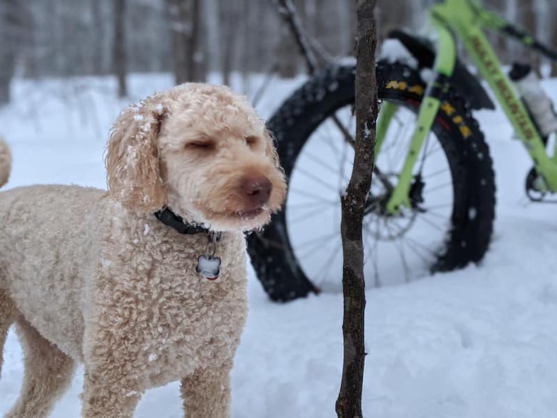 Brown poodle in snow 