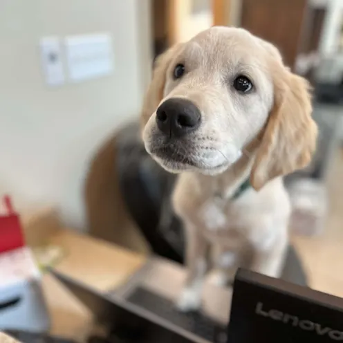 Our Golden Retriever Patient Our Golden Retriever Patient