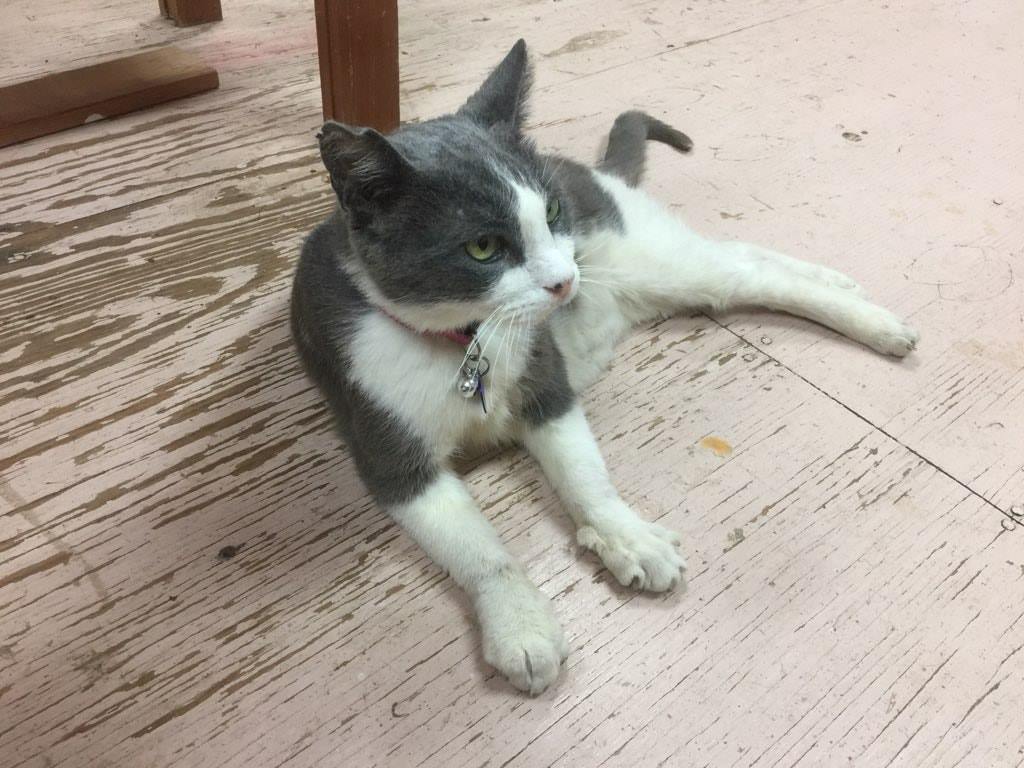 Cat lying on the floor