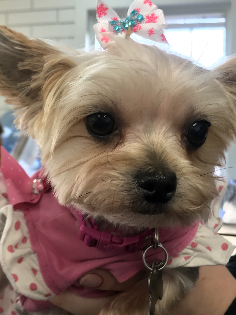 Brown yorkie dog dressed up