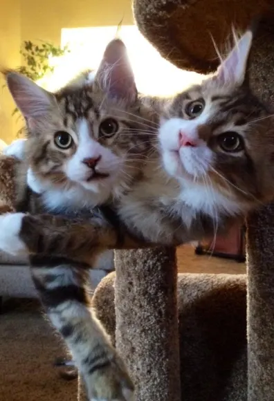Two cats laying next to each other on a cat tree