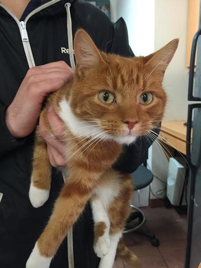 Orange tabby cat held by staff