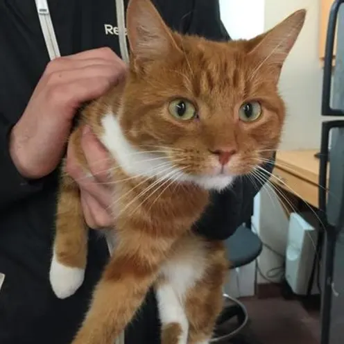 Orange tabby cat held by staff