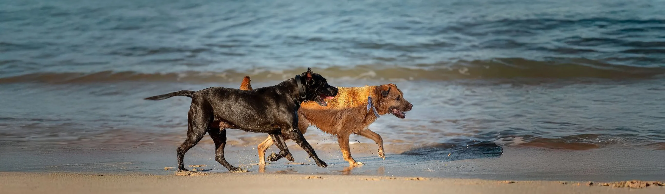 Two dogs running in the water on the beach. Two dogs running in the water on the beach.