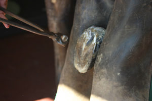 Shoeing hoof