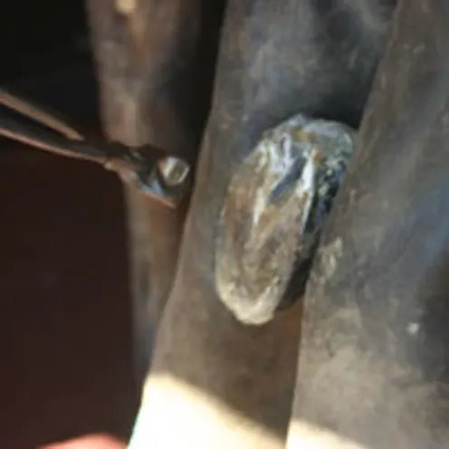 Shoeing hoof Shoeing hoof