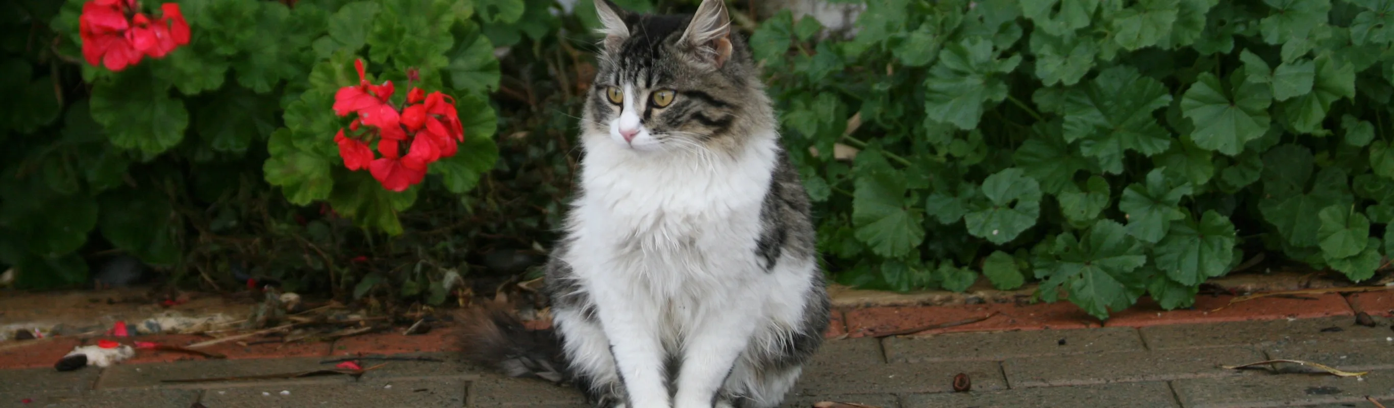 cat sitting on sidewalk in front of flowers cat sitting on sidewalk in front of flowers