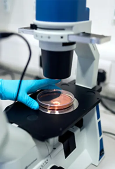 A person examining a specimen under a microscope