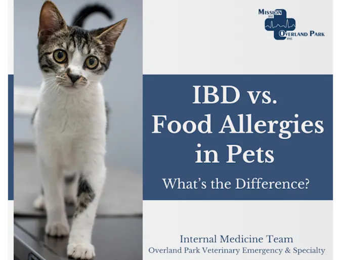 IBD vs. Food Allergies in Pets: What’s the Difference? IBD vs. Food Allergies in Pets: What’s the Difference?