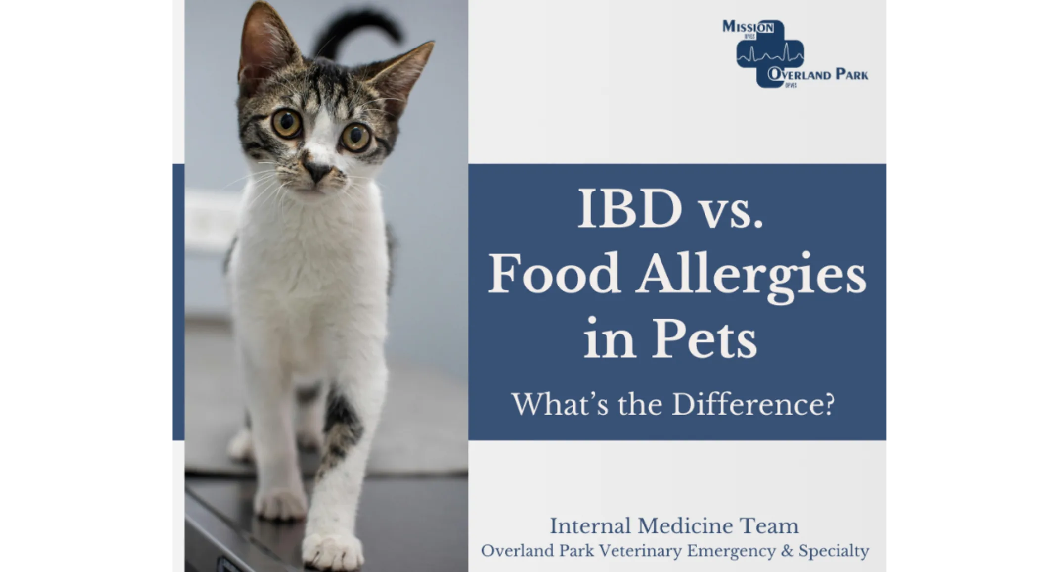 IBD vs. Food Allergies in Pets: What’s the Difference? IBD vs. Food Allergies in Pets: What’s the Difference?