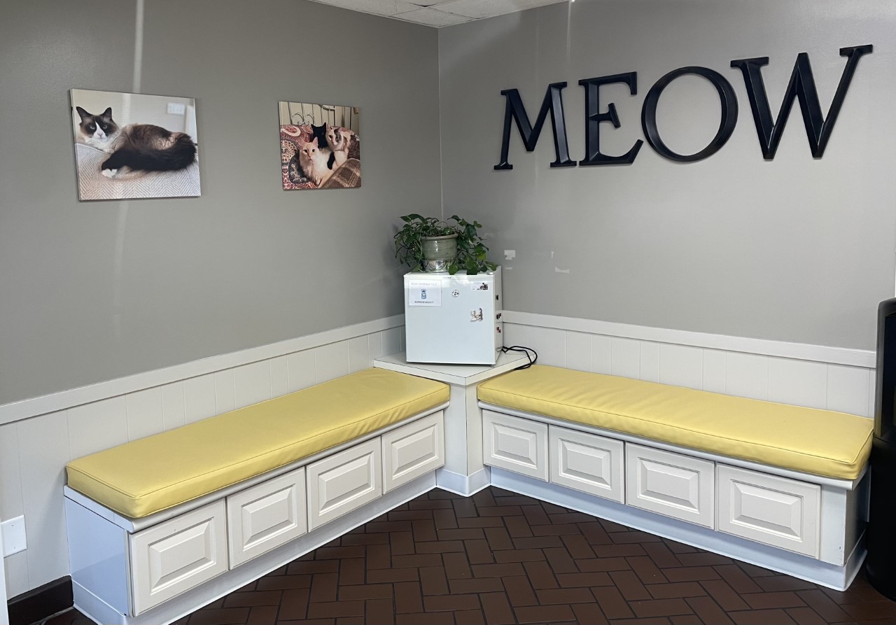 Cat lobby with the word MEOW on the wall.