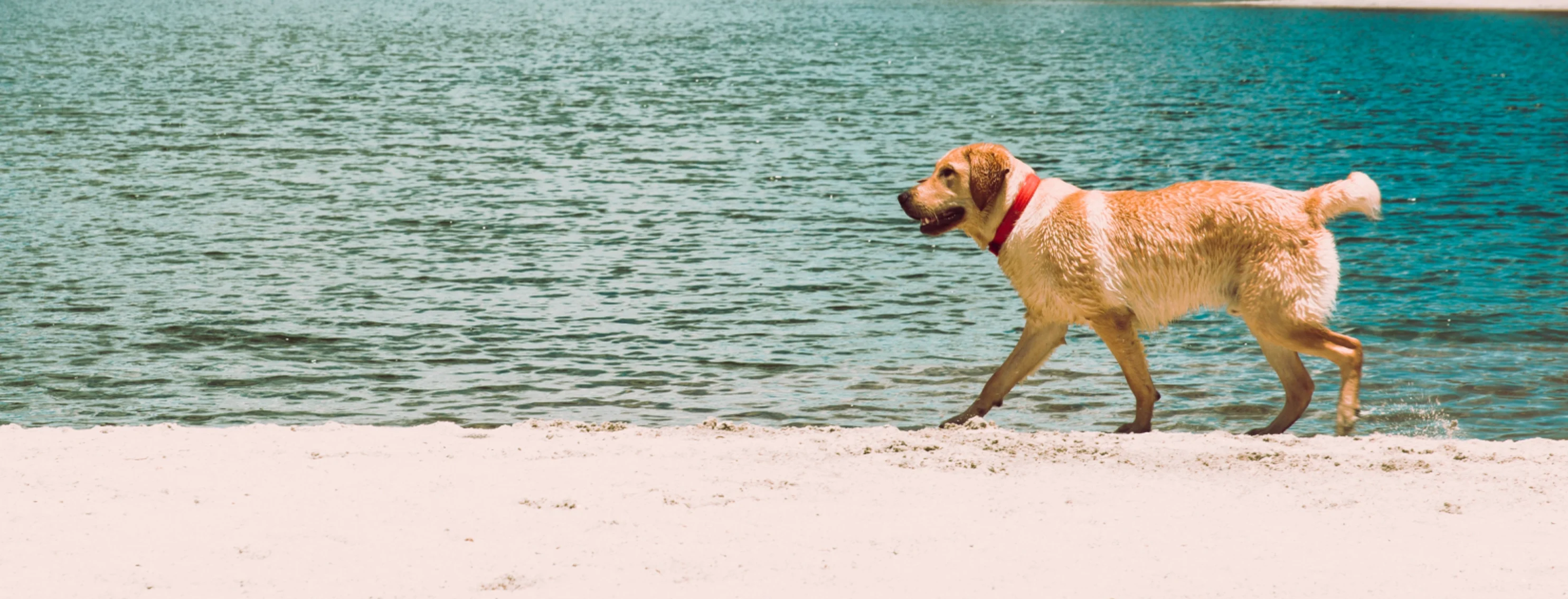 Dog on Beach Walking Dog on Beach Walking