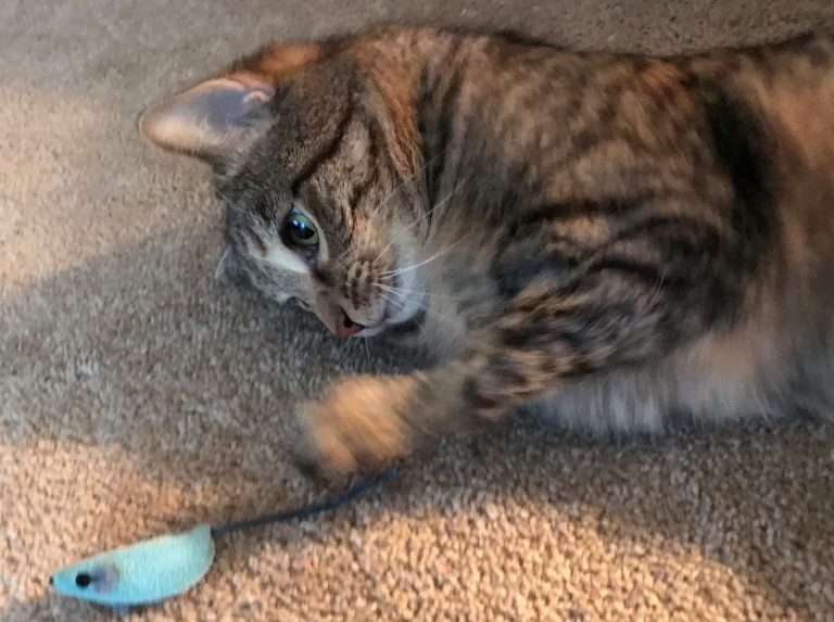Cat playing with toy mouse