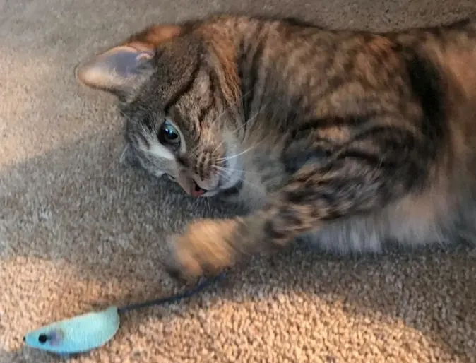 Cat playing with toy mouse Cat playing with toy mouse