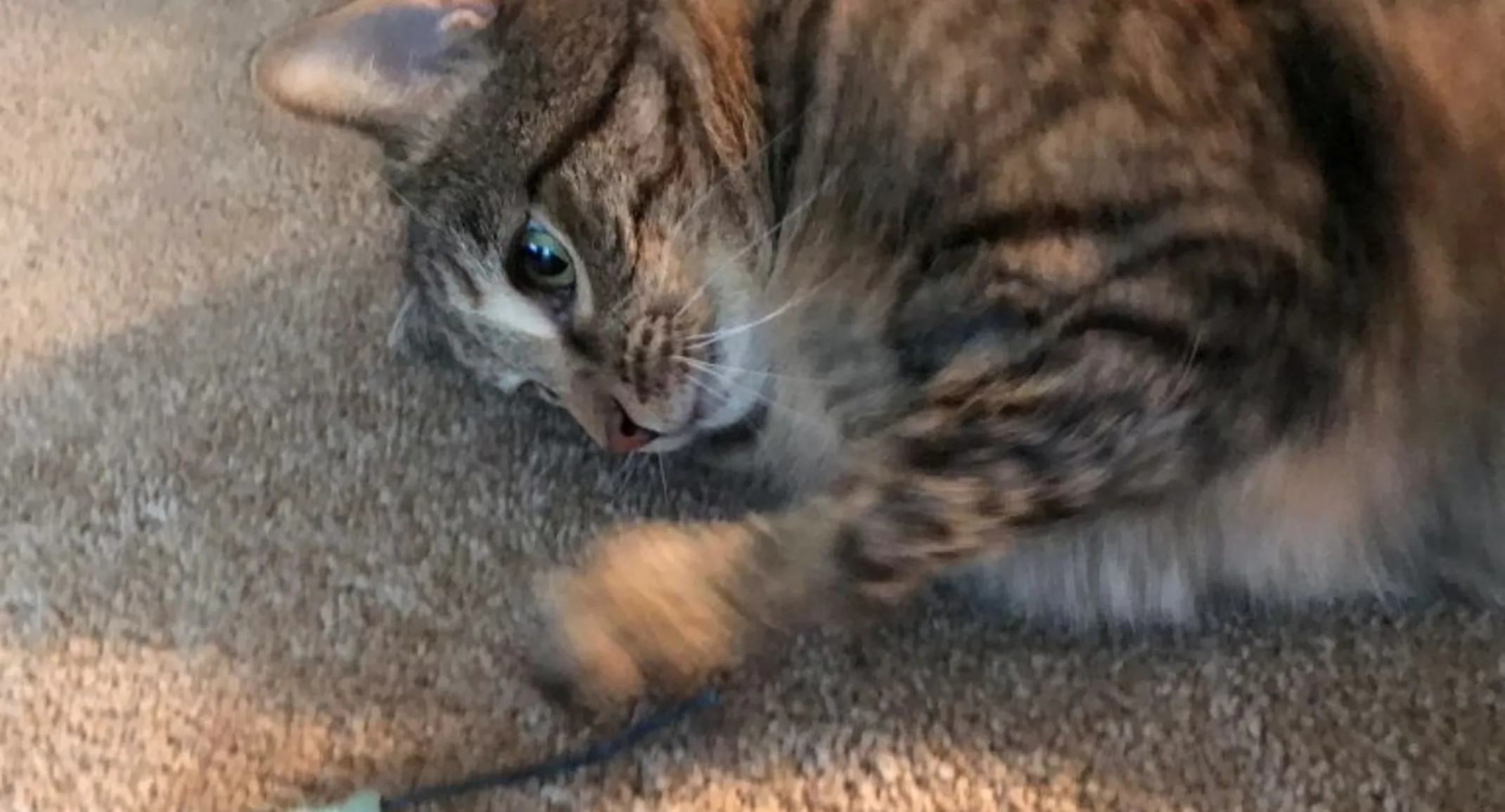 Cat playing with toy mouse Cat playing with toy mouse
