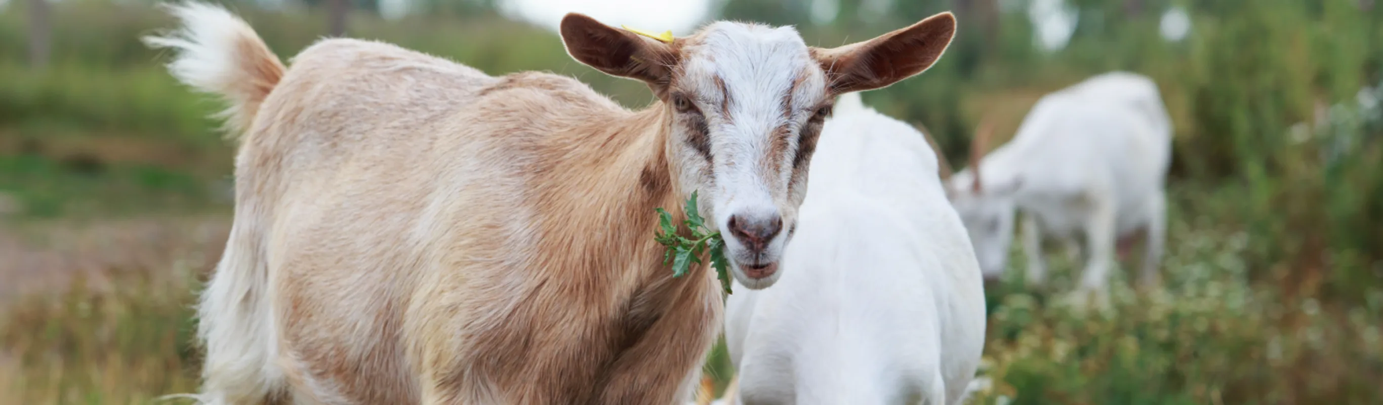Goat eating grass in a field Goat eating grass in a field