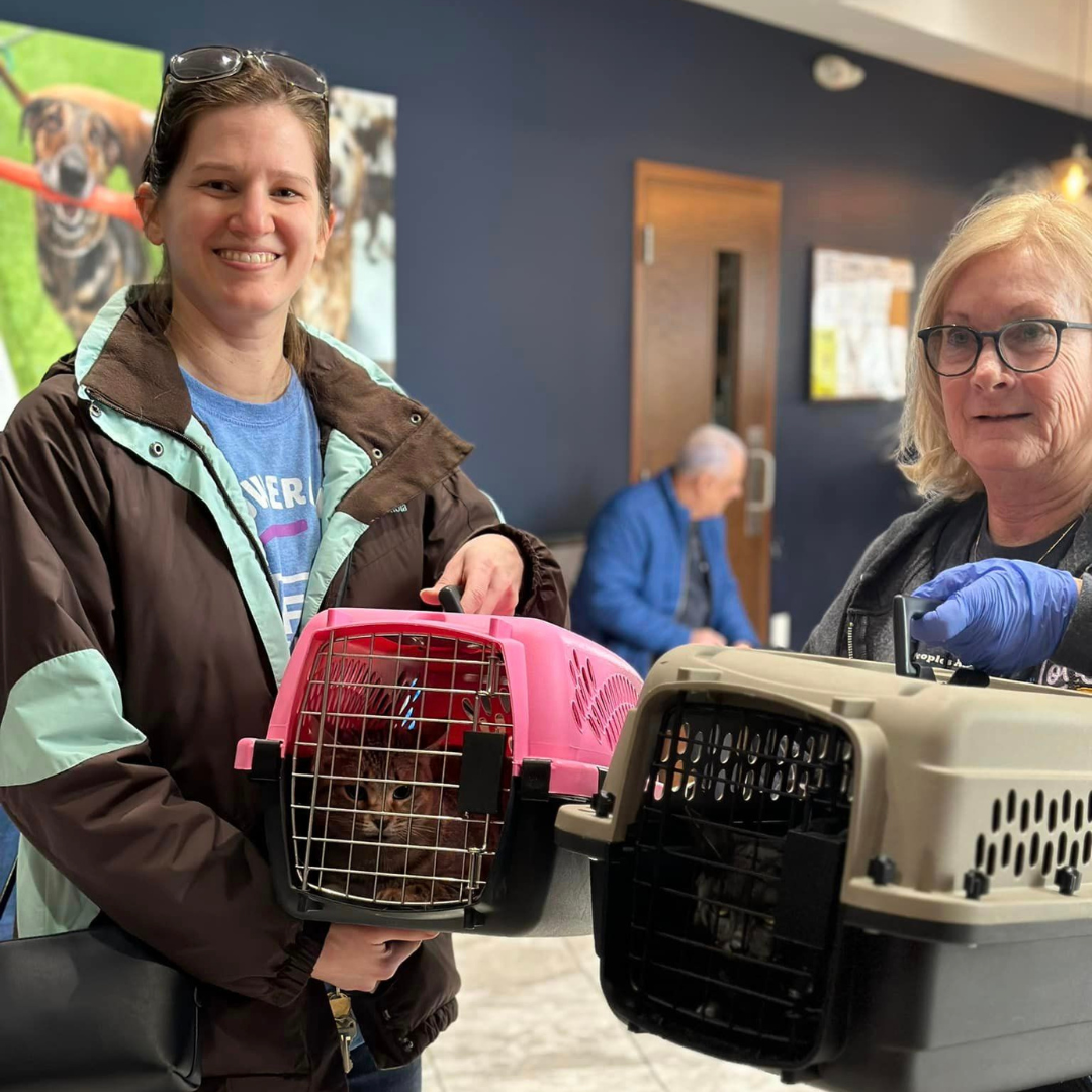 Shelter cats that were cleared to leave Midwest and go to foster homes