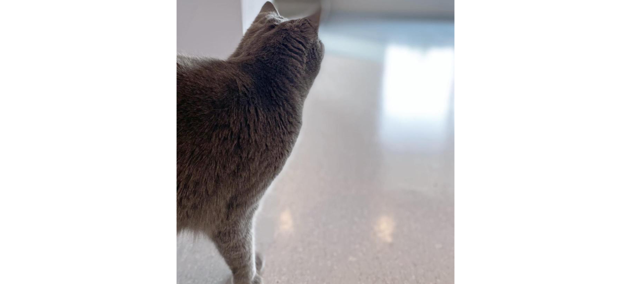 Cat looking towards window