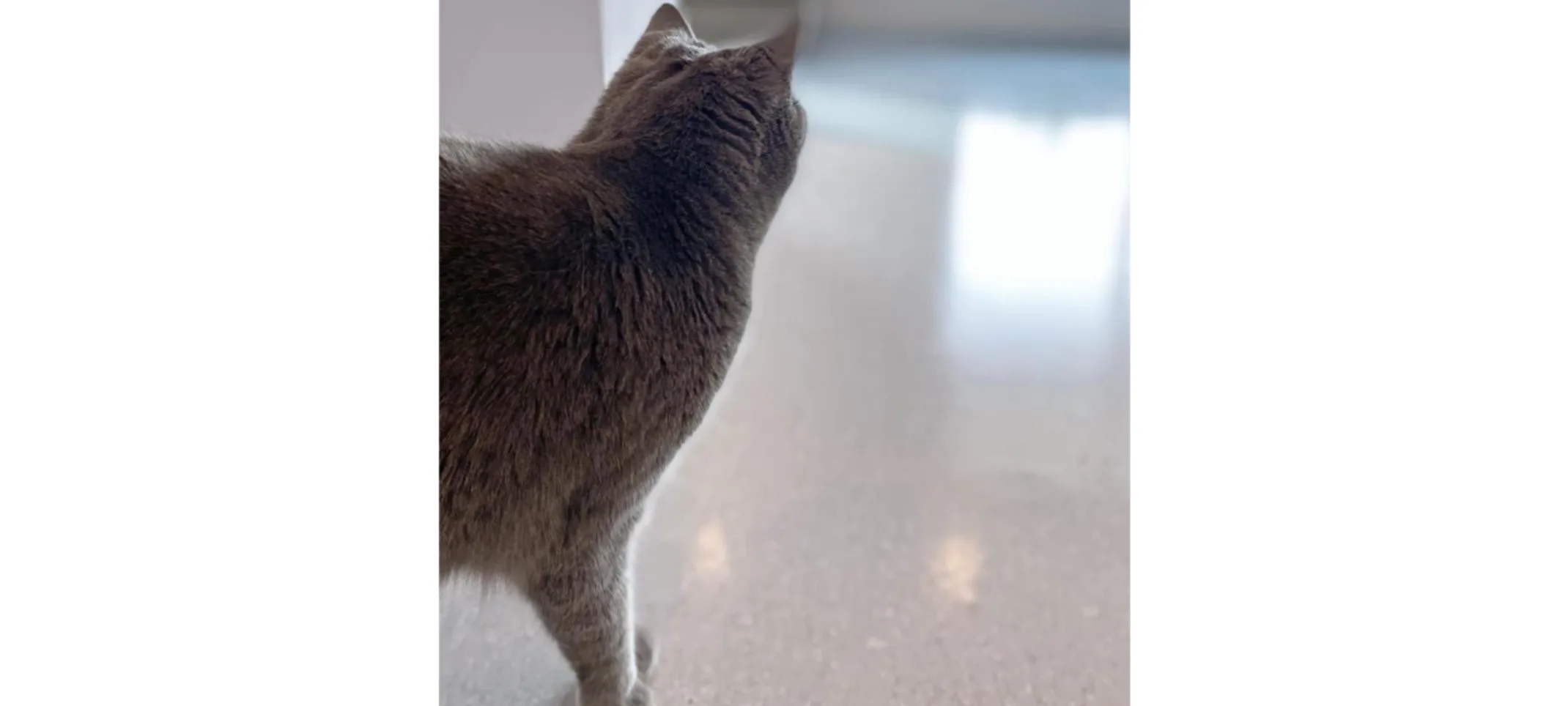 Cat looking towards window Cat looking towards window