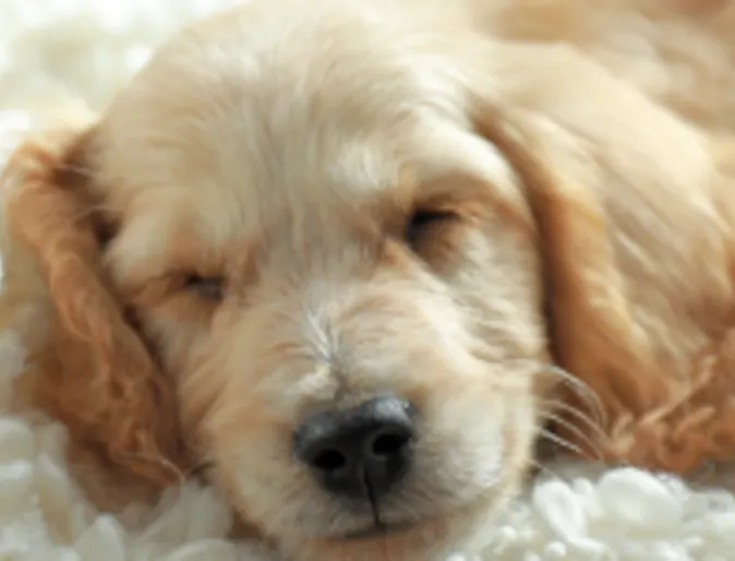 Dog laying on a blanket