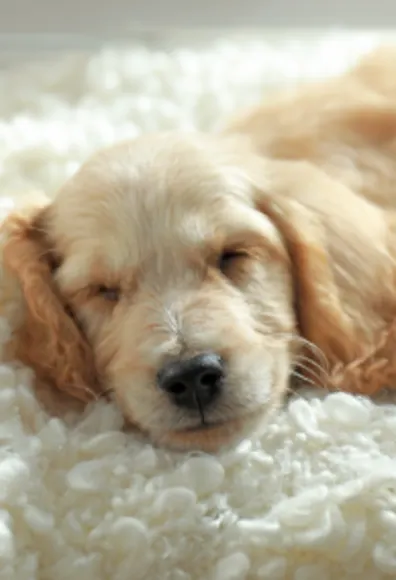Dog laying on a blanket Dog laying on a blanket
