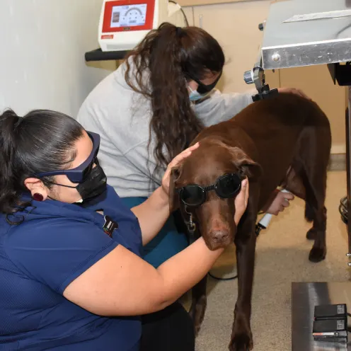 Melissa and Arianna performing laser therapy on one of our geriatric patients. 