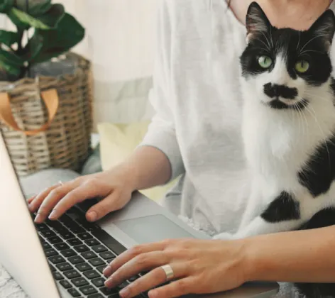 Cat sitting on owners lap while owner is on laptop