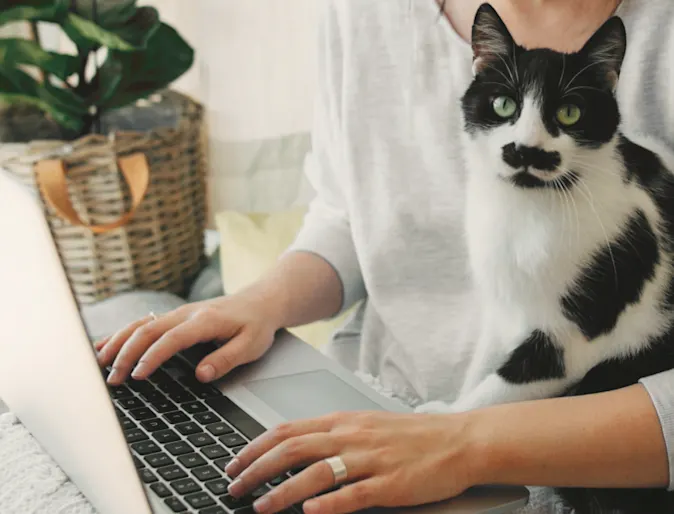 Cat sitting on owners lap while owner is on laptop Cat sitting on owners lap while owner is on laptop