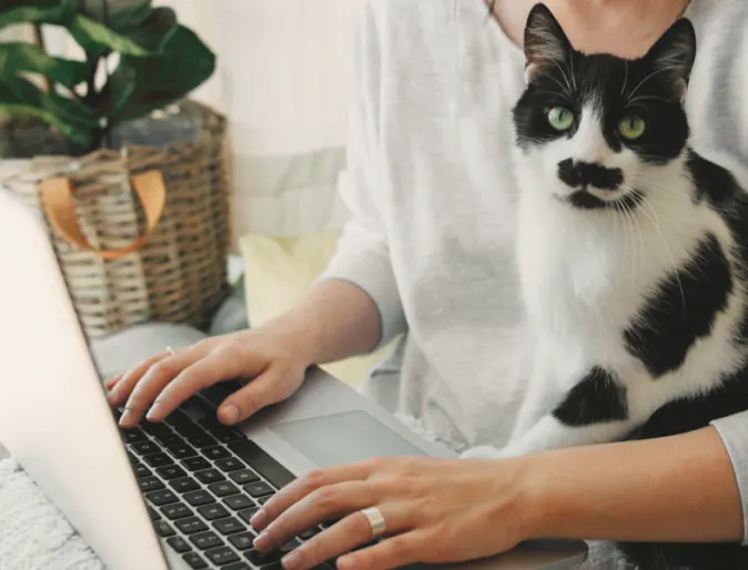 Cat sitting on owners lap while owner is on laptop