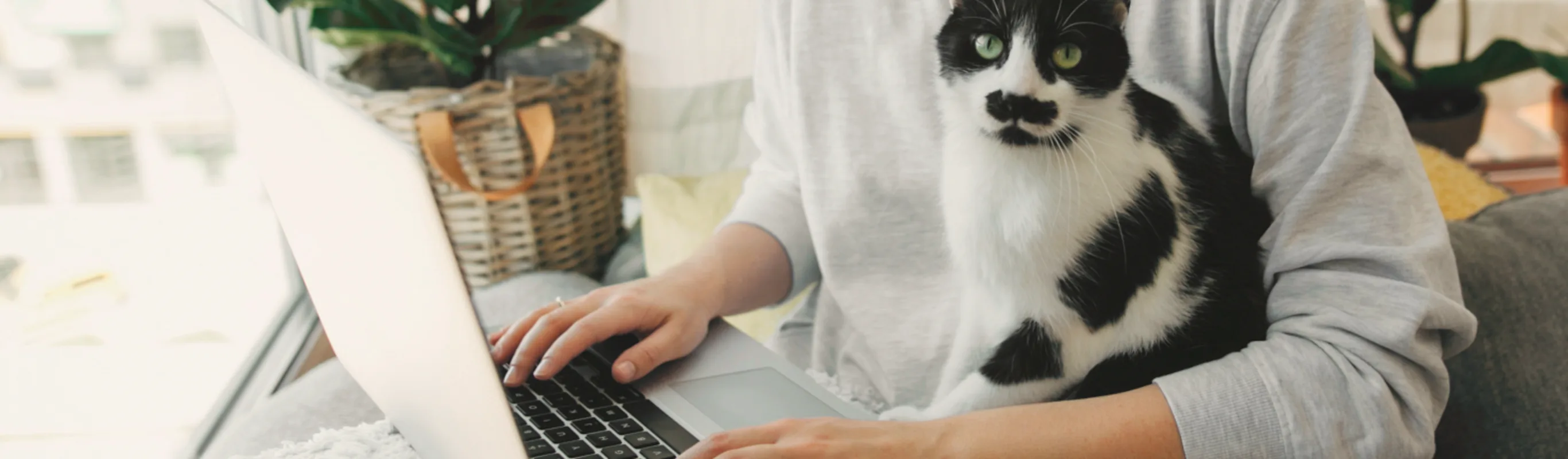 Cat sitting on owners lap while owner is on laptop Cat sitting on owners lap while owner is on laptop