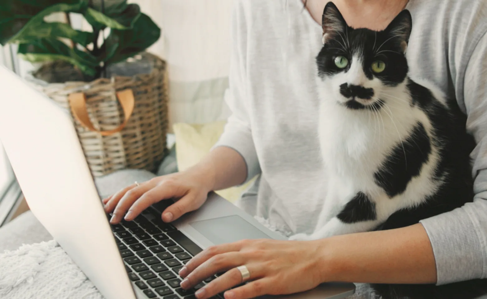 Cat sitting on owners lap while owner is on laptop