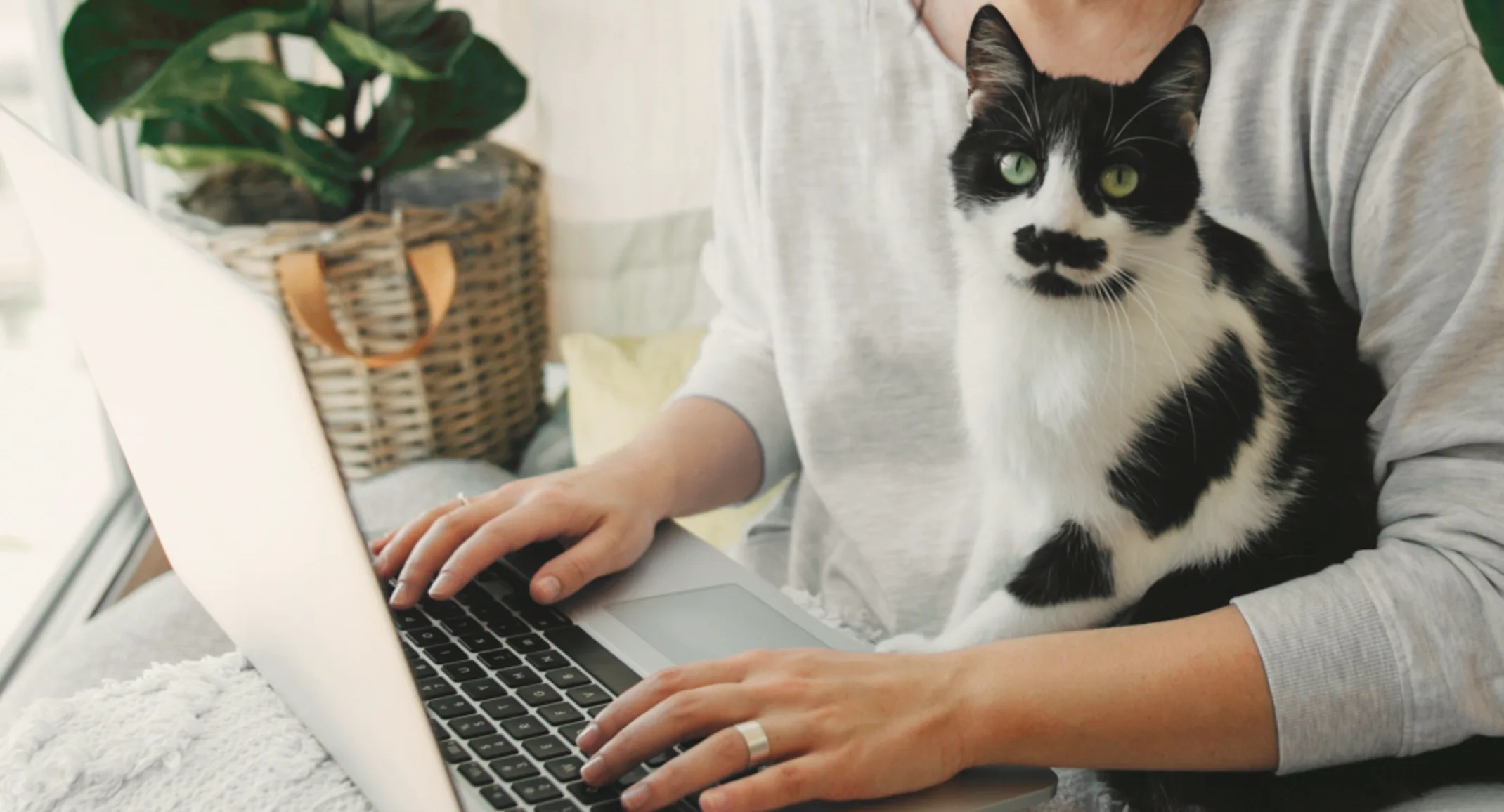 Cat sitting on owners lap while owner is on laptop Cat sitting on owners lap while owner is on laptop