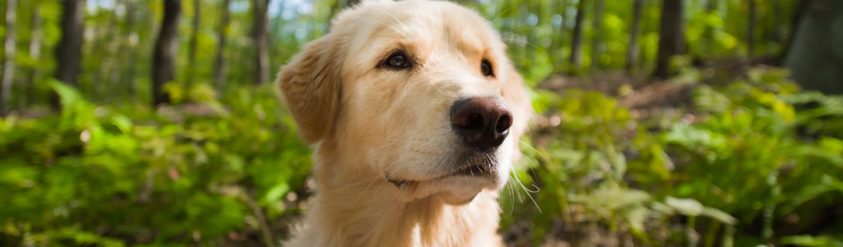 Close Up of Dog Face in Woods