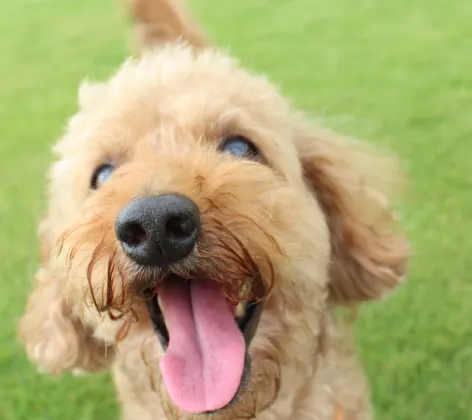 Dog Smiling with tongue out 