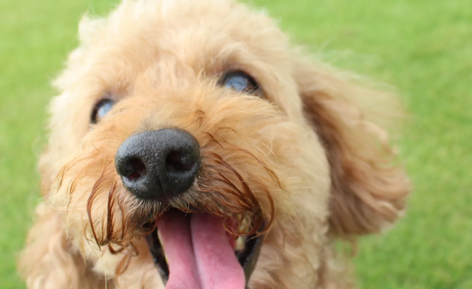 Dog Smiling with tongue out Dog Smiling with tongue out