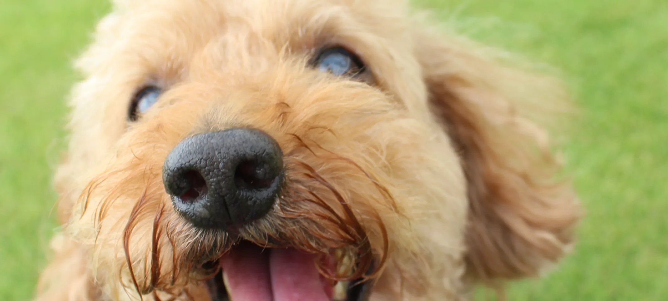 Dog Smiling with tongue out 