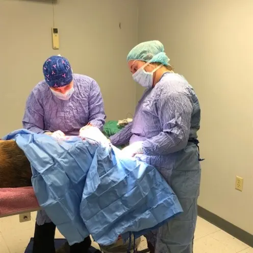 Veterinarian is performing surgery on an animal with Veterinarian Assistant next to them.  A blue blanket is covering the animal so you can't see what they are doing.