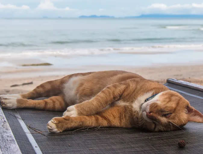 cat sleeping on chair by the beach