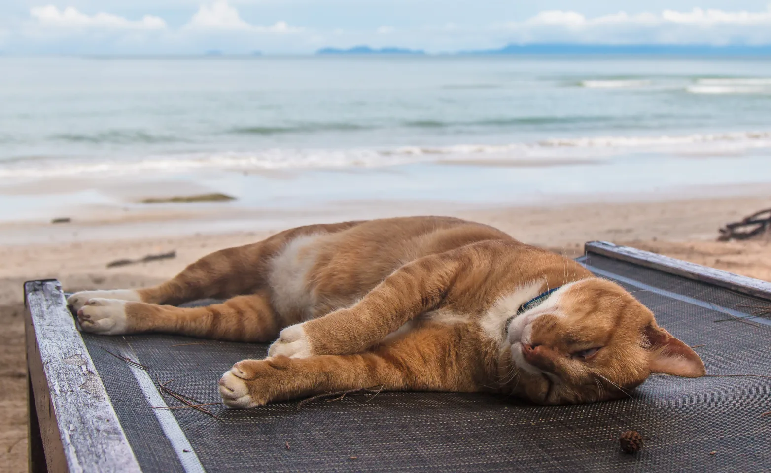 cat sleeping on chair by the beach