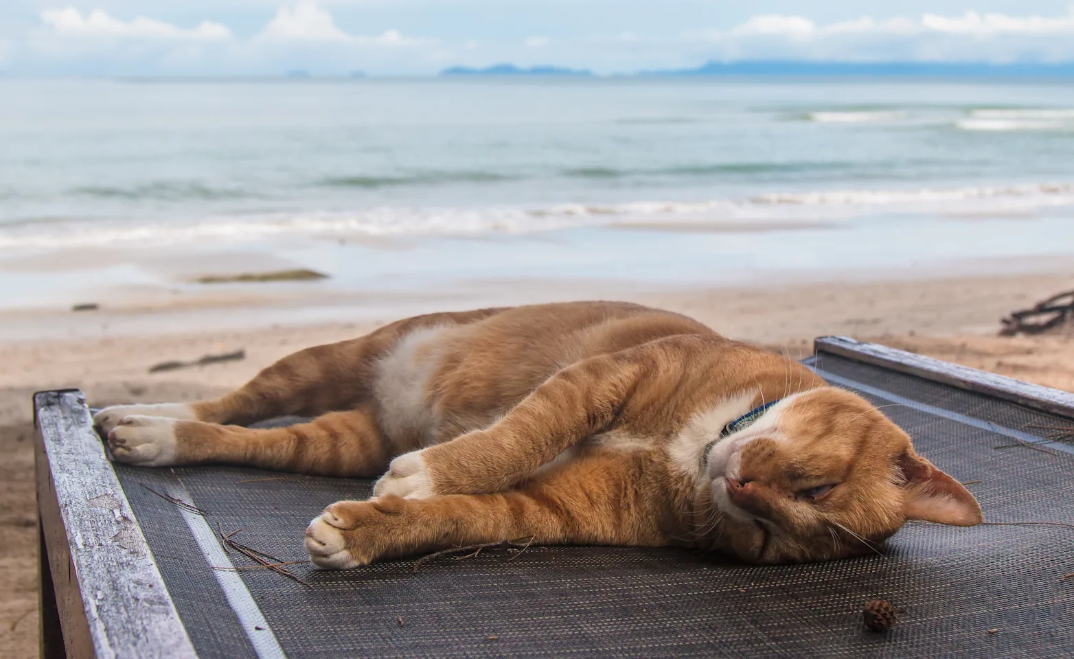 cat sleeping on chair by the beach