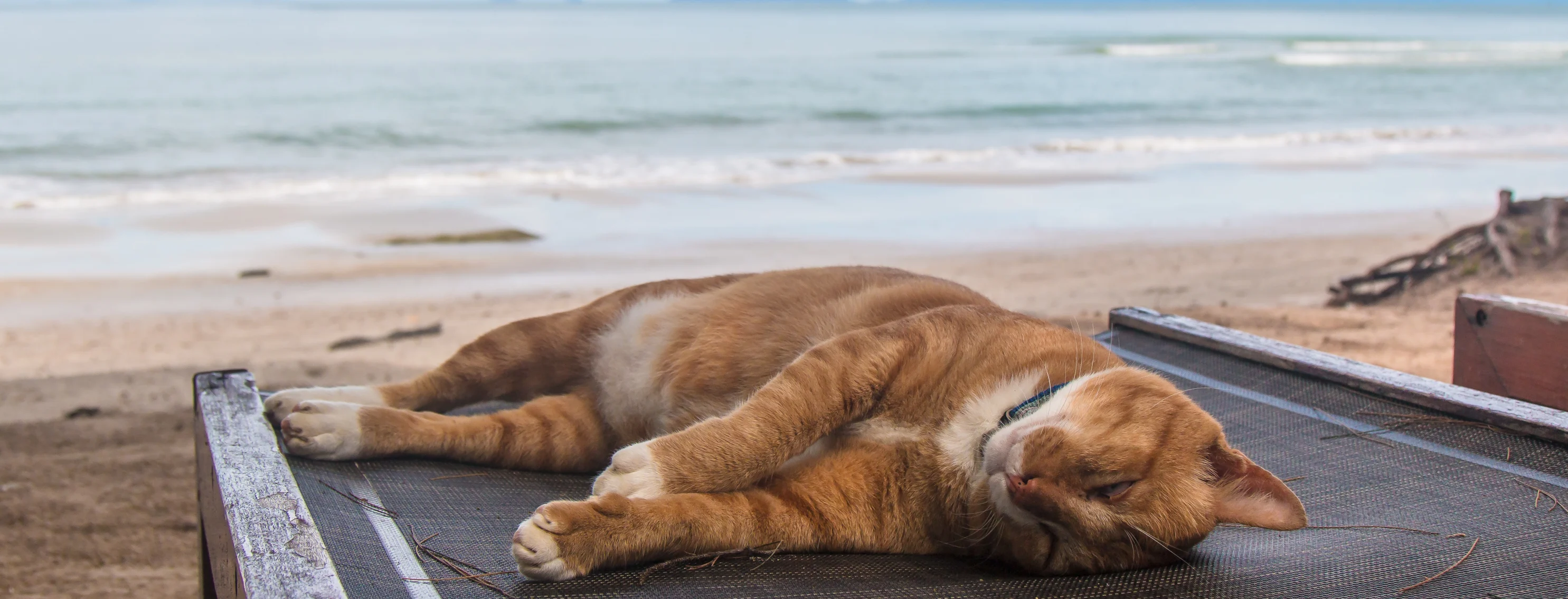 cat sleeping on chair by the beach