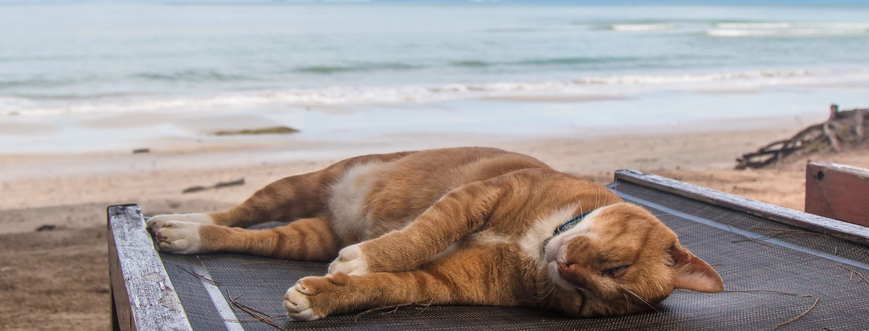 cat sleeping on chair by the beach