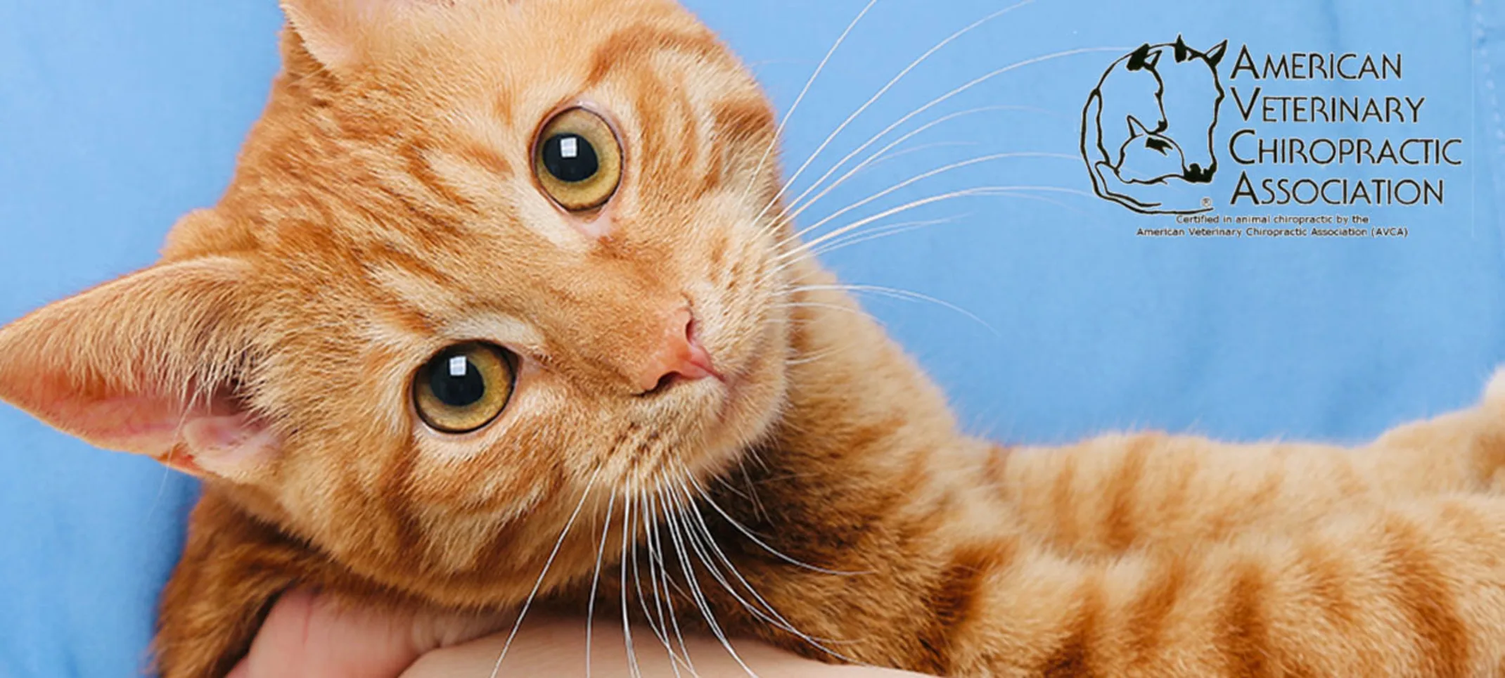 orange cat being held orange cat being held