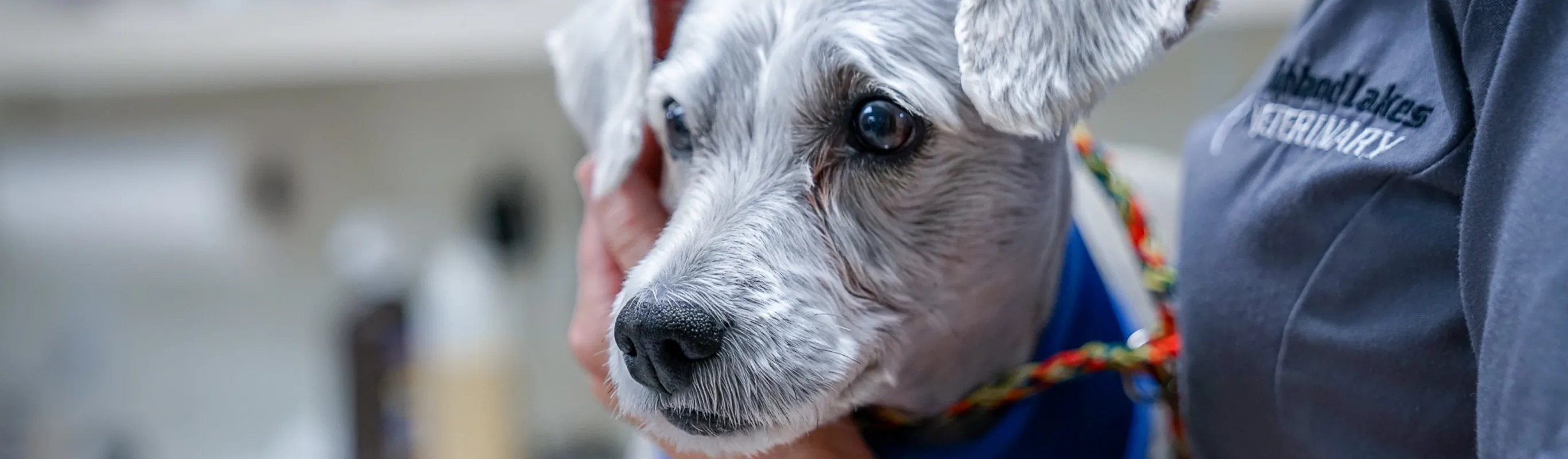 veterinarian performing a veterinary service veterinarian performing a veterinary service