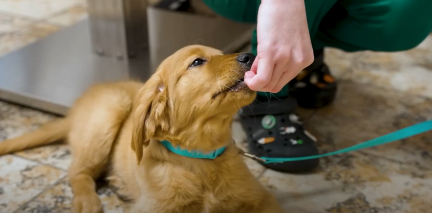 Memorial Drive Veterinary Clinic - Welcome Video Thumbnail